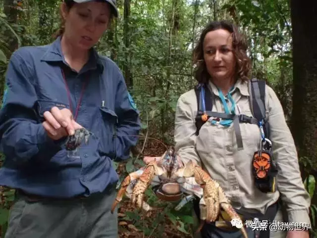 最大的節肢動物椰子蟹 是怎樣吃到椰肉呢?