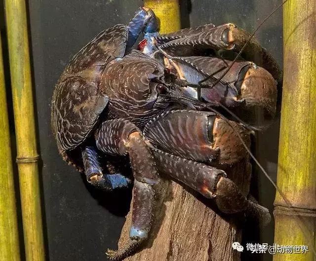 最大的節肢動物椰子蟹 是怎樣吃到椰肉呢?