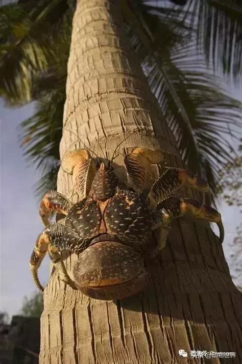 最大的節肢動物椰子蟹 是怎樣吃到椰肉呢?