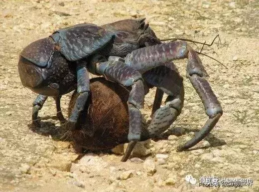 最大的節肢動物椰子蟹 是怎樣吃到椰肉呢?