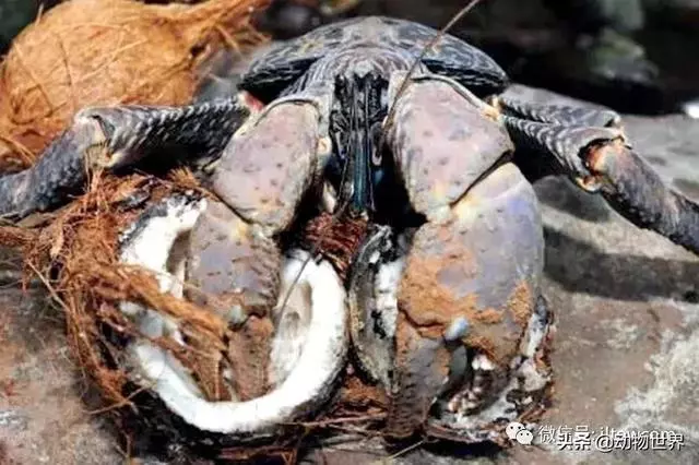 最大的節肢動物椰子蟹 是怎樣吃到椰肉呢?