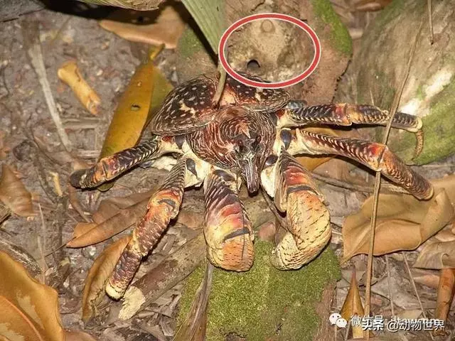 最大的節肢動物椰子蟹 是怎樣吃到椰肉呢?