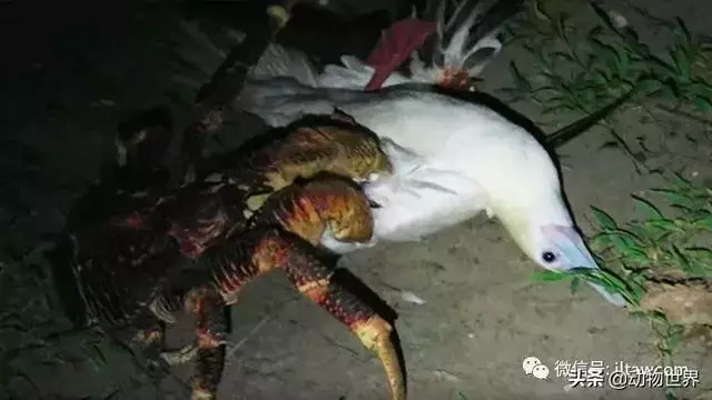最大的節肢動物椰子蟹 是怎樣吃到椰肉呢?
