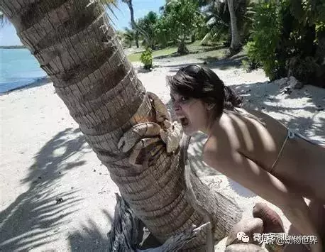 最大的節肢動物椰子蟹 是怎樣吃到椰肉呢?