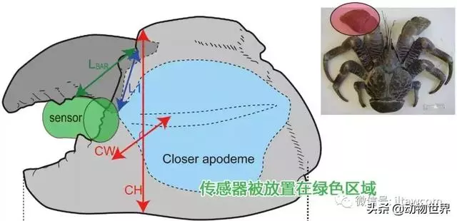 最大的節肢動物椰子蟹 是怎樣吃到椰肉呢?