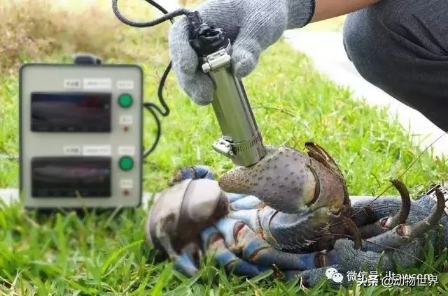 最大的節肢動物椰子蟹 是怎樣吃到椰肉呢?