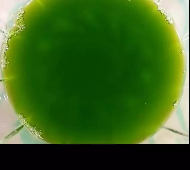 1把菠菜,3個雞蛋,攪一攪,蒸一蒸,口感鮮嫩,營養豐富,老人孩子都愛吃!