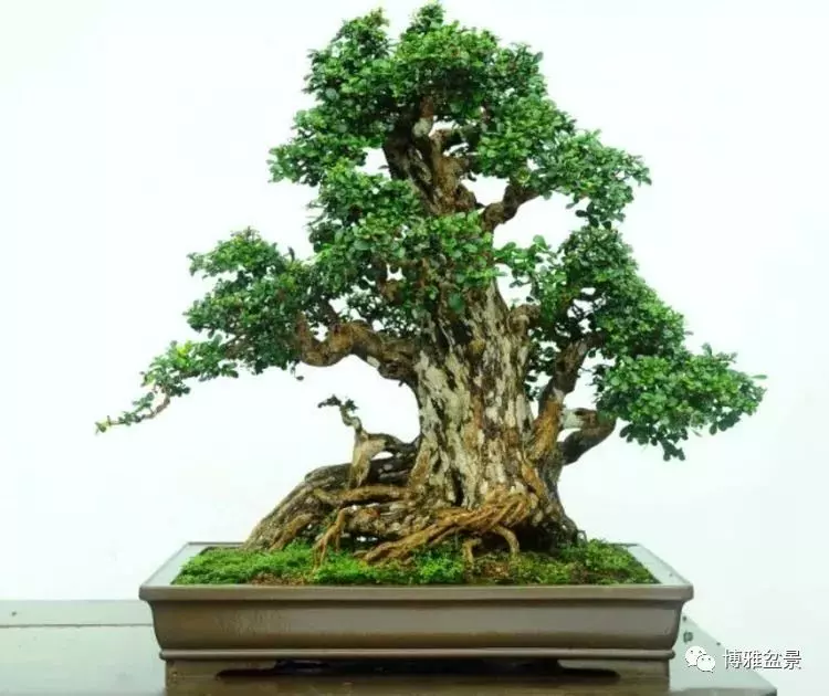 他是一位與博蘭結下奇緣的盆景大師(一)