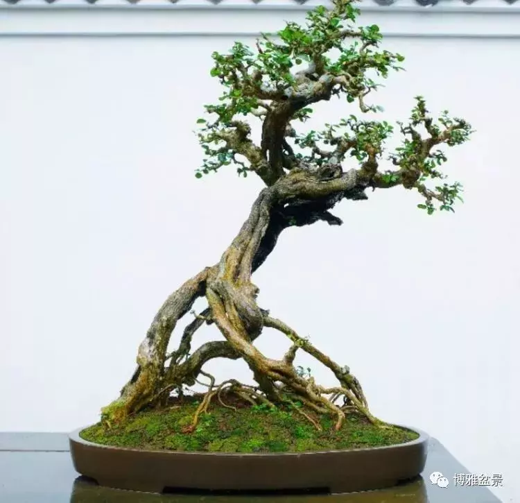 他是一位與博蘭結下奇緣的盆景大師(一)