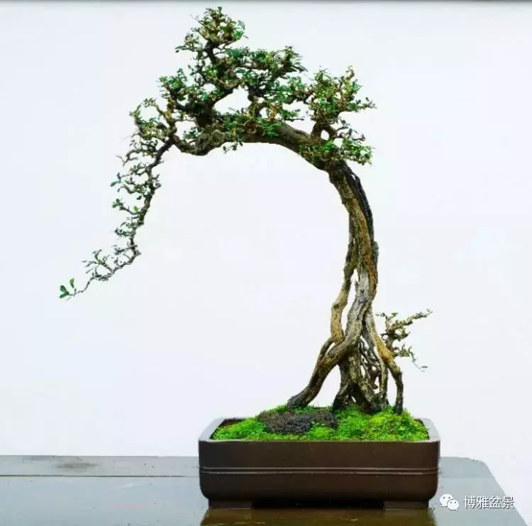 他是一位與博蘭結下奇緣的盆景大師(一)