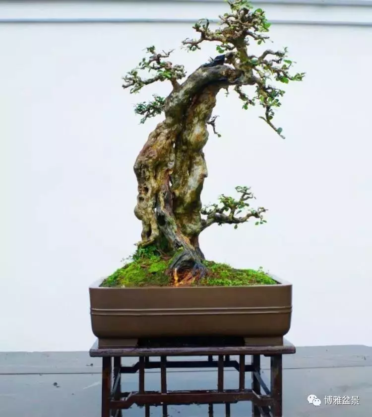 他是一位與博蘭結下奇緣的盆景大師(一)