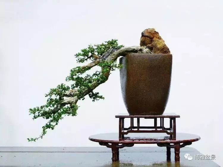 他是一位與博蘭結下奇緣的盆景大師(一)