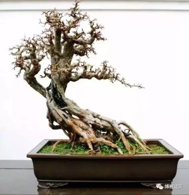 他是一位與博蘭結下奇緣的盆景大師(一)