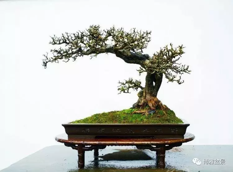 他是一位與博蘭結下奇緣的盆景大師(一)