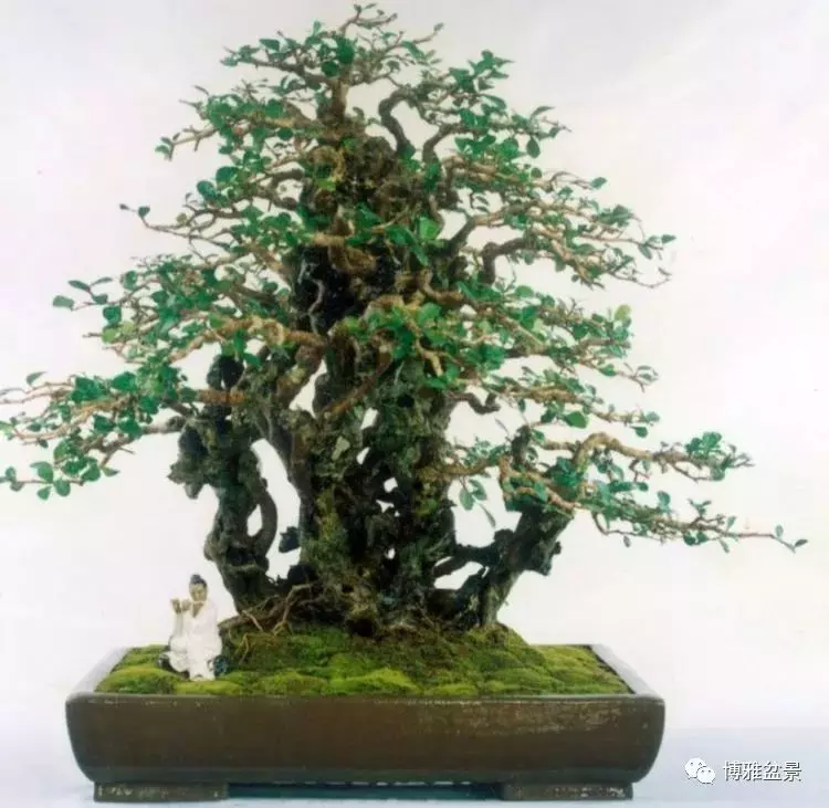 他是一位與博蘭結下奇緣的盆景大師(一)