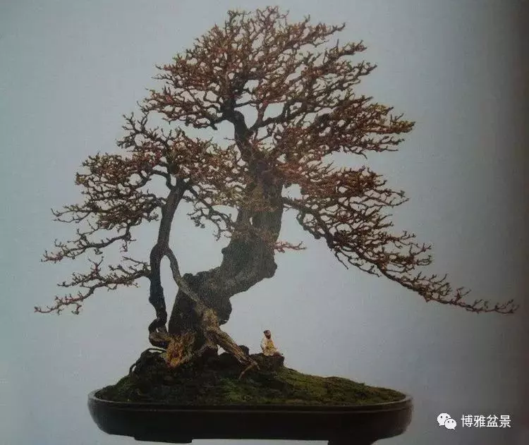 他是一位與博蘭結下奇緣的盆景大師(一)