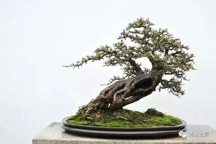 他是一位與博蘭結下奇緣的盆景大師(一)
