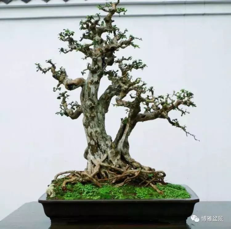 他是一位與博蘭結下奇緣的盆景大師(一)