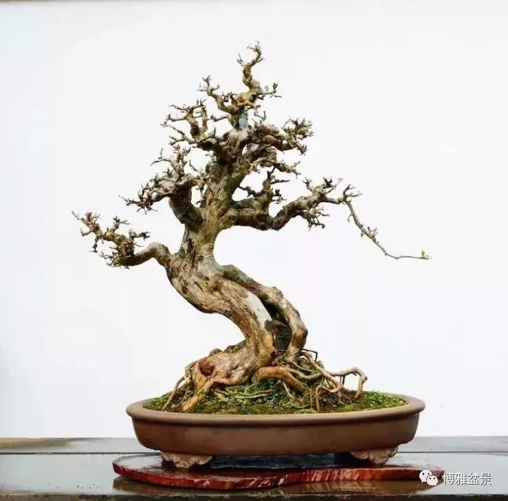 他是一位與博蘭結下奇緣的盆景大師(一)