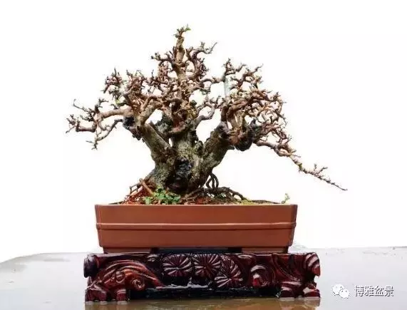 他是一位與博蘭結下奇緣的盆景大師(一)