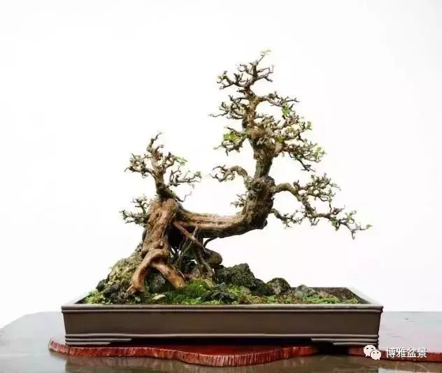 他是一位與博蘭結下奇緣的盆景大師(一)