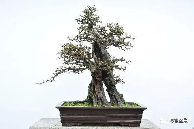 他是一位與博蘭結下奇緣的盆景大師(一)