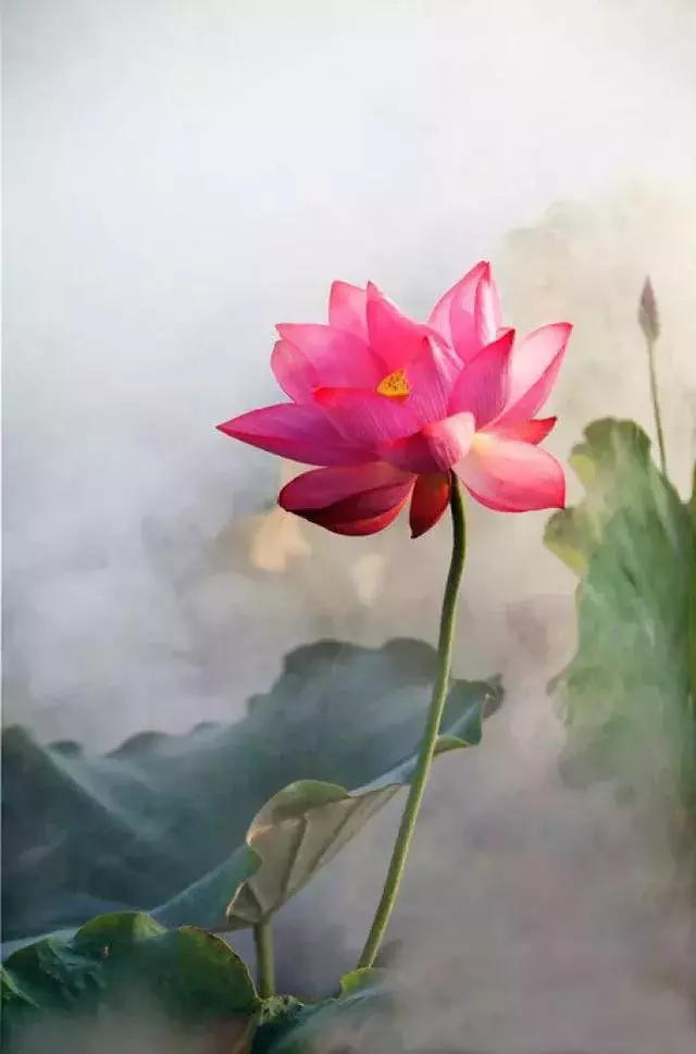 眼寬容景,心寬容事 每日正能量