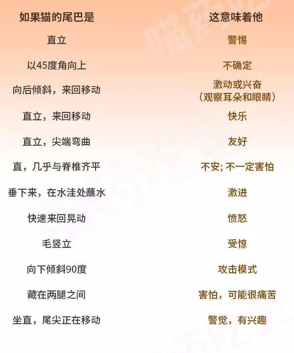 貓咪拿尾巴圍住自己是在賣萌?事實可能比你想像的嚴重!