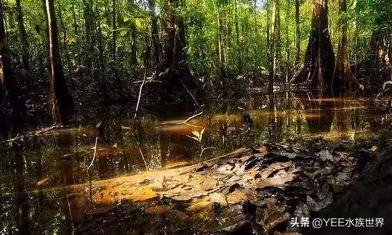 無奇不有!亞馬遜河橫著走的頂級殺手,食人魚躲著走,鱷魚只能選擇同歸於盡