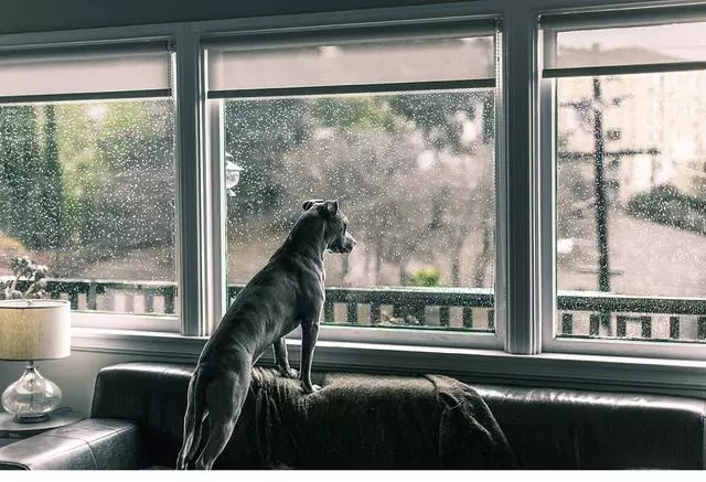 陪狗狗在家裡玩的五個遊戲,下雨天也不用愁,輕鬆消耗狗狗精力