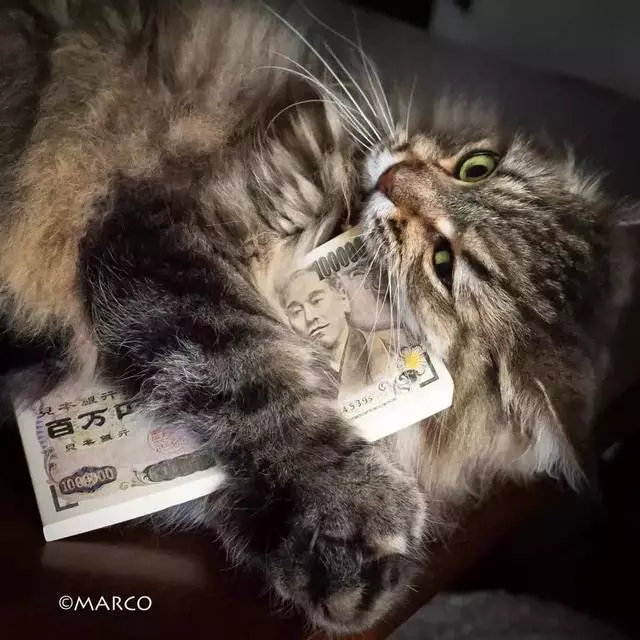 還認為貓咪很可愛嗎?這組貓咪改變你的認知