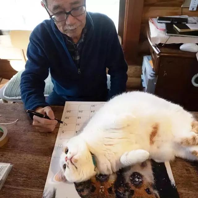還認為貓咪很可愛嗎?這組貓咪改變你的認知