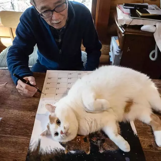 還認為貓咪很可愛嗎?這組貓咪改變你的認知