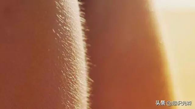 五個擊碎三觀的冷知識,蝸牛竟然不吃不喝三年都沒事,真是強悍啊