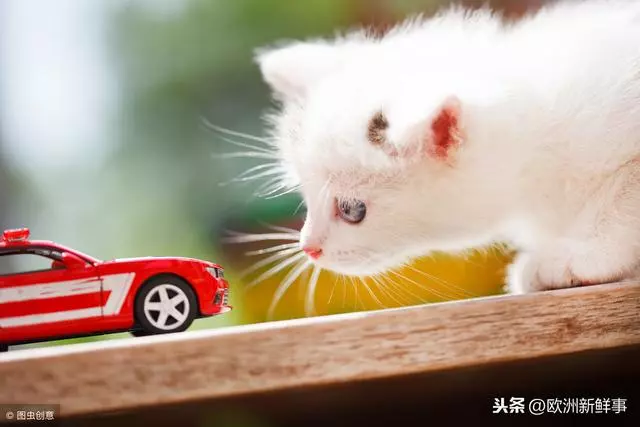 貓要成精?喵星人搭順風車1000公里,偷渡歐洲,還驚動了大使館!