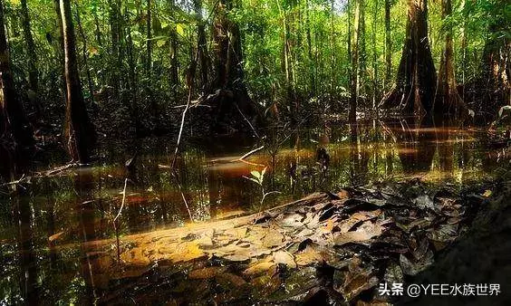 無奇不有!亞馬遜河橫著走的頂級殺手,食人魚躲著走,鱷魚只能選擇同歸於盡