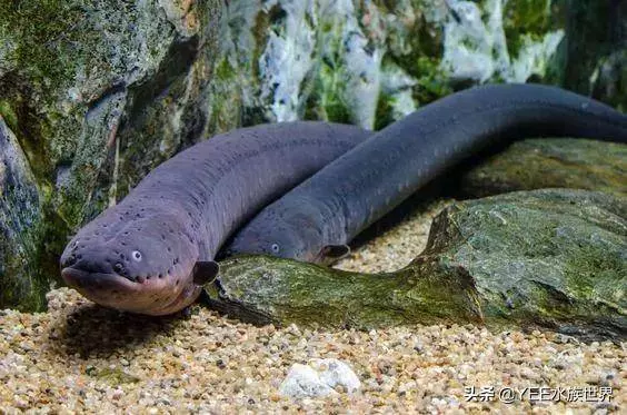 無奇不有!亞馬遜河橫著走的頂級殺手,食人魚躲著走,鱷魚只能選擇同歸於盡