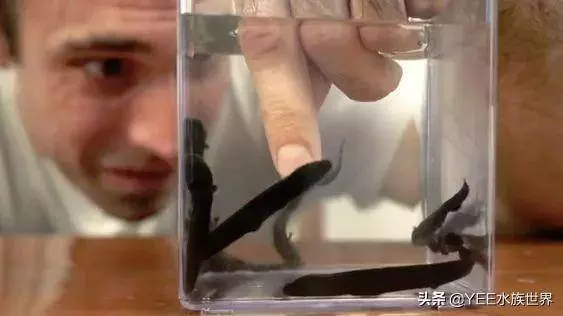 無奇不有!亞馬遜河橫著走的頂級殺手,食人魚躲著走,鱷魚只能選擇同歸於盡