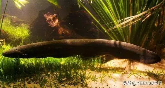 無奇不有!亞馬遜河橫著走的頂級殺手,食人魚躲著走,鱷魚只能選擇同歸於盡