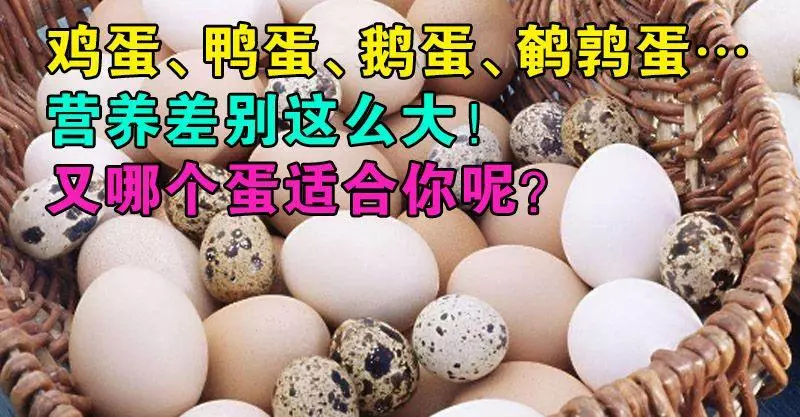 雞蛋、鴨蛋、鵝蛋、鵪鶉蛋…營養差別這麼大!又哪個蛋適合你呢?