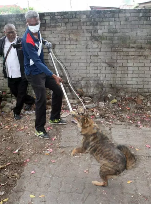 相依為命狗兒遭市局捕捉,獨居老嫗頭撞牆自殘 !
