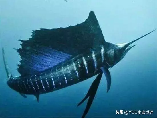 疾風一樣的海洋奇魚,尖吻能刺穿油輪鋼板,還有再生功能