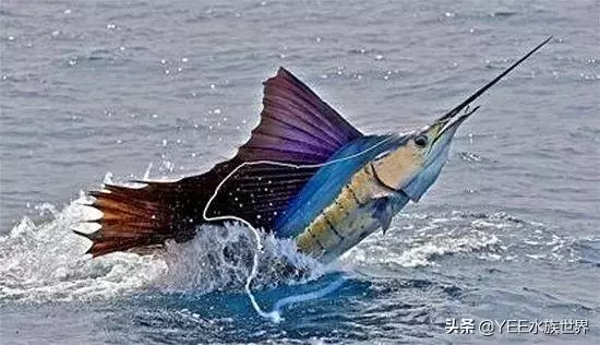 疾風一樣的海洋奇魚,尖吻能刺穿油輪鋼板,還有再生功能
