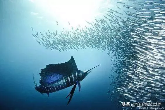 疾風一樣的海洋奇魚,尖吻能刺穿油輪鋼板,還有再生功能