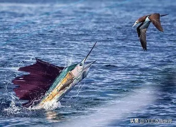 疾風一樣的海洋奇魚,尖吻能刺穿油輪鋼板,還有再生功能