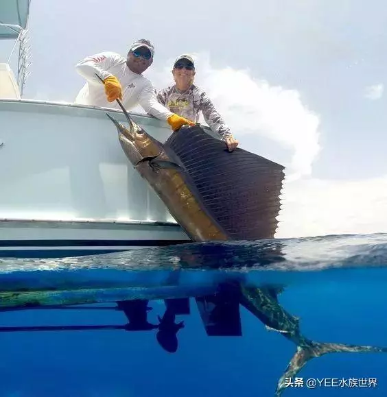 疾風一樣的海洋奇魚,尖吻能刺穿油輪鋼板,還有再生功能