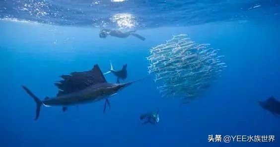 疾風一樣的海洋奇魚,尖吻能刺穿油輪鋼板,還有再生功能
