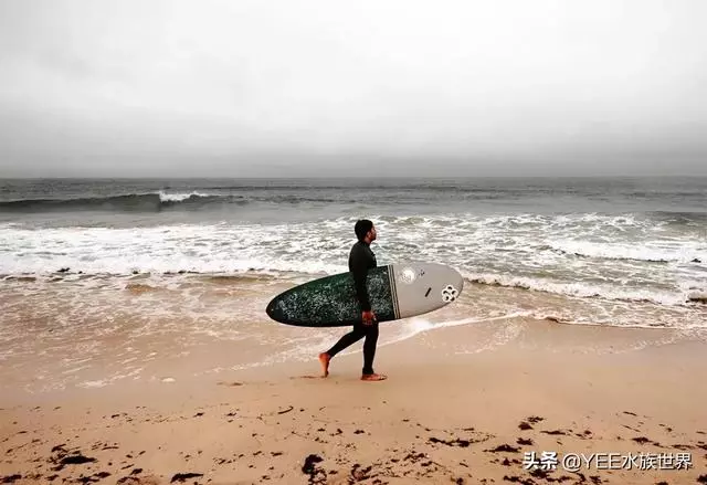 疾風一樣的海洋奇魚,尖吻能刺穿油輪鋼板,還有再生功能