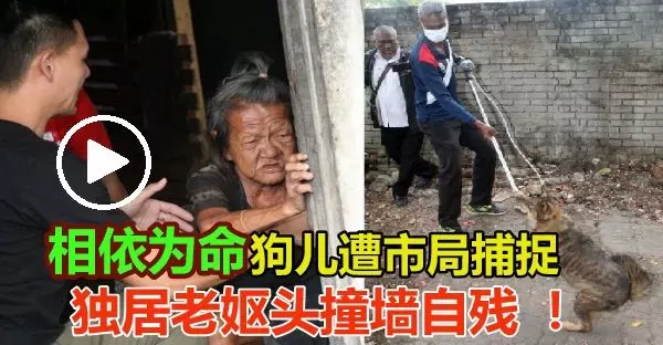 相依為命狗兒遭市局捕捉,獨居老嫗頭撞牆自殘 ! - COCO01