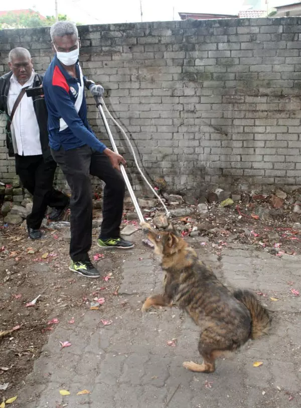 相依為命狗兒遭市局捕捉,獨居老嫗頭撞牆自殘 ! - COCO01
